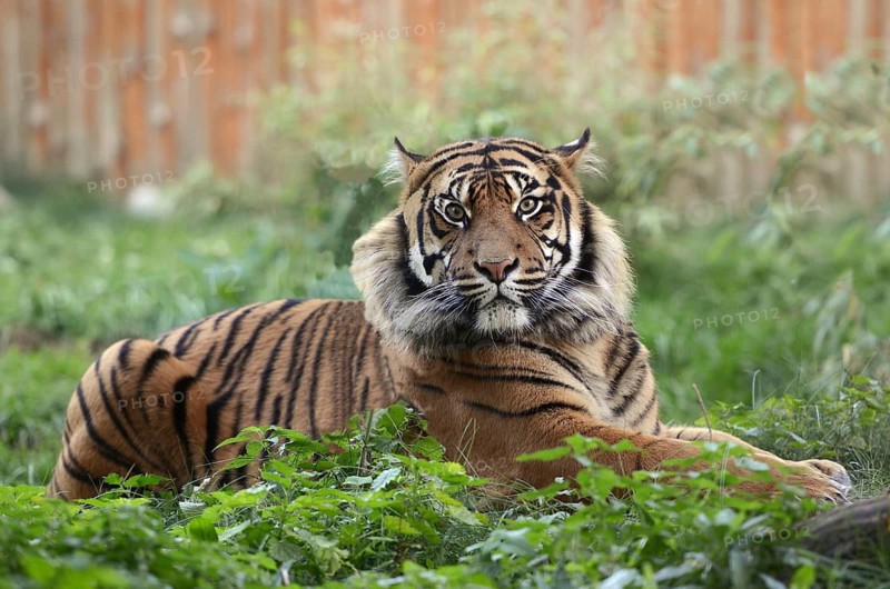 Portrait of a sumatran tiger (Panthera tigris sondaica) in captivity