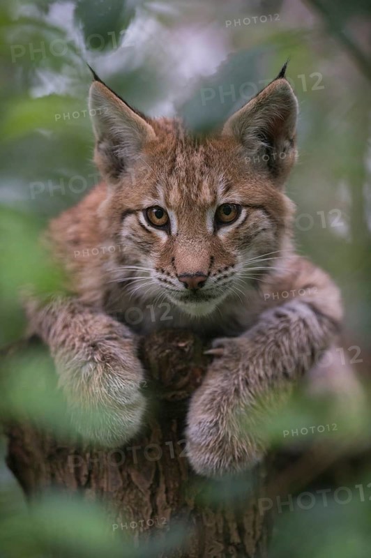 Eurasian Lynx (Lynx lynx) immature hiding in tree, North Rhine-Westphalia, Germany