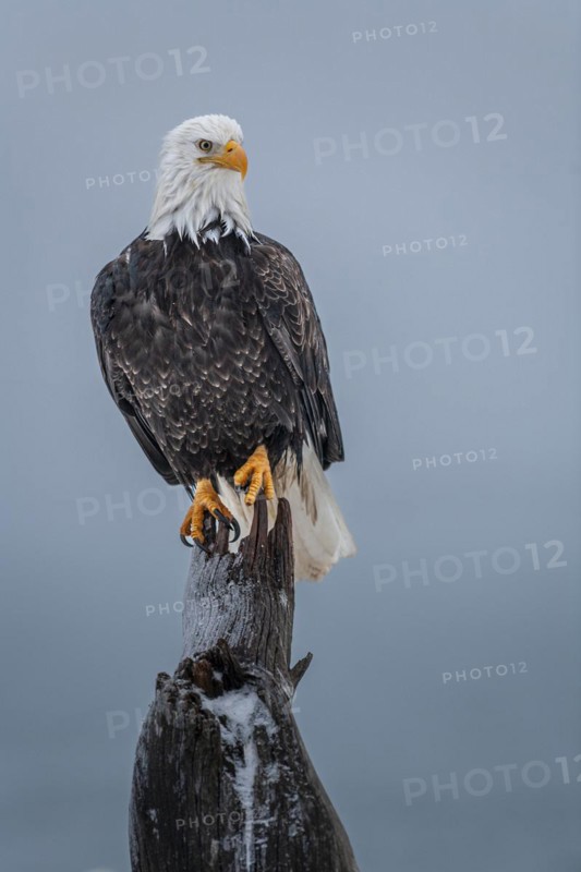 Bald eagle, Haliaeetus leucocephalus, sitting, adult, winter, Homer, Alaska, USA