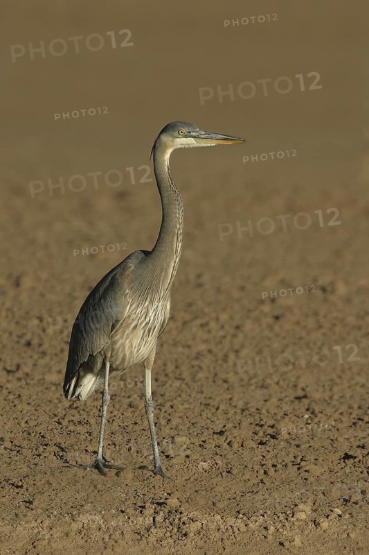 Great Blue Heron (Ardea herodias), Arizona, USA