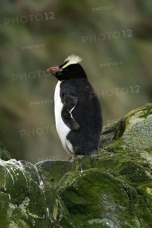Erect-crested Penguin (Eudyptes sclateri), Antipodes Island, New Zealand
