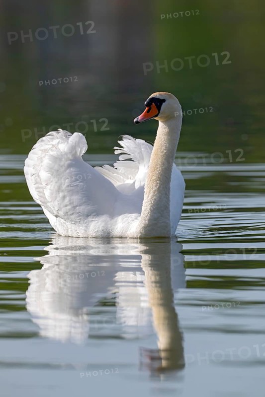 Mute swan (Cygnus olor), fish ponds, Güssing, Burgenland, Austria