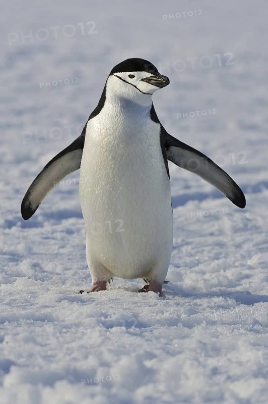Chinstrap Penguin (Pygoscelis antarcticus), Antarctica
