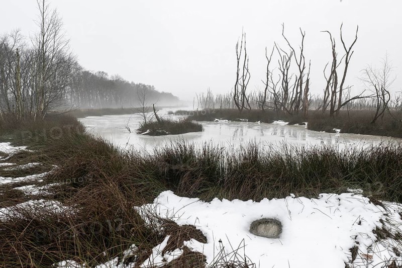 Moorland in fog, Emsland, Lower Saxony, Germany