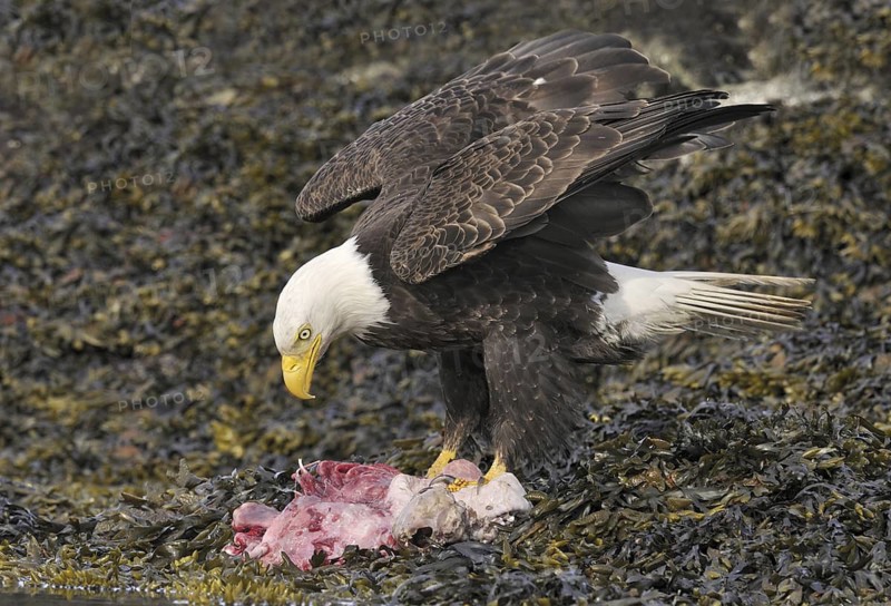 Bald Eagle (Haliaeetus leucocephalus), British Columbia, Canada