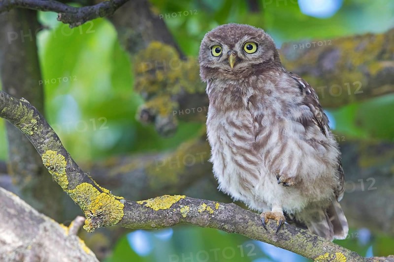 Little owl, (Athene noctua), animals, birds, owls, family of owls, Plateau Oberflörsheim, district Alzey, Rhineland-Palatinate, Federal Republic of Germany