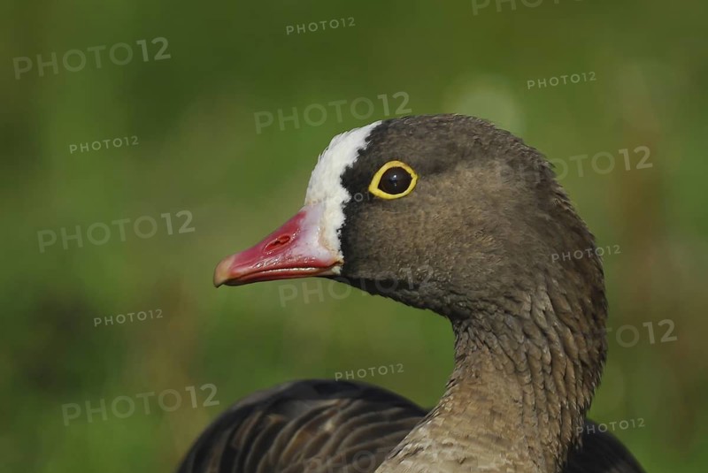 Lesser White-fronted Goose (Anser erythropus), Schleswig-Holstein, Germany