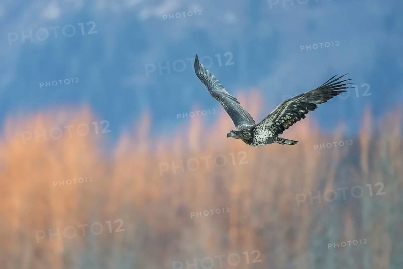 Bald Eagle (Haliaeetus leucocephalus) flying, Alaska, USA