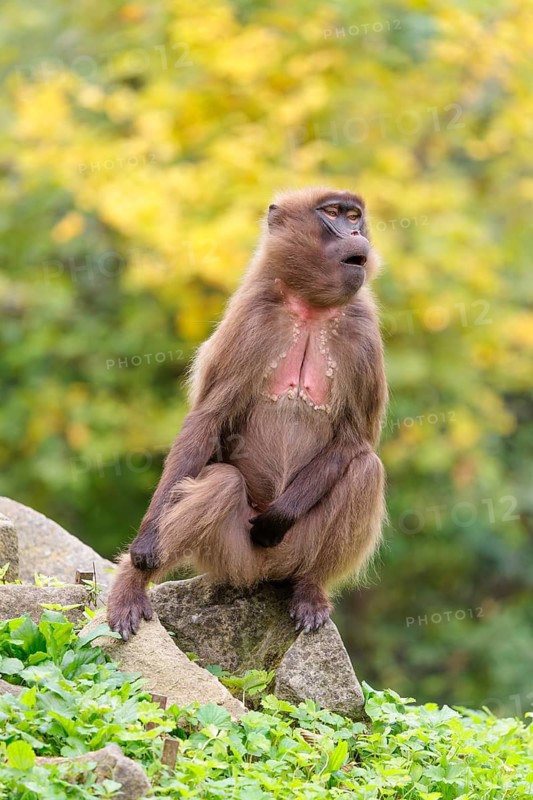 A female Gelada (Theropithecus gelada), or bleeding-heart monkey sits in beautiful light on a rock lying in green vegetation. A green and yellow forest can be seen in the background