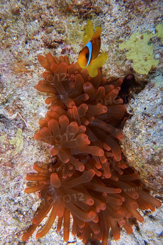 Red sea anemonefish (Amphiprion bicinctus) hiding in a fluorescent bubble anemone (Entacmaea quadricolor) on a coral reef, dive site House Reef Mangrove Bay, El Quesir, Egypt, Red Sea