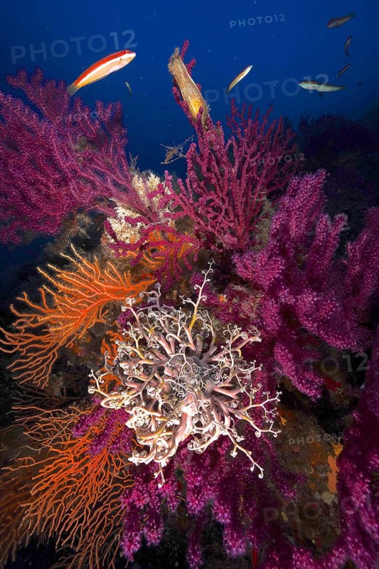 A blaze of colour in the Mediterranean: Violescent sea-whip (Paramuricea clavata) with open polyps, yellow gorgonian (Eunicella cavolinii) and Mediterranean gorgonian head (Astrospartus mediterraneus) in the Mediterranean near Hyères. Dive site Giens Peninsula, Provence Alpes Côte d'Azur, France