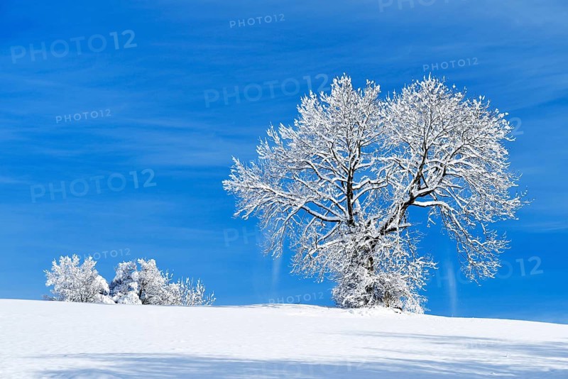 Landscape with snow-covered trees, Zugerberg, Canton of Zug, Switzerland