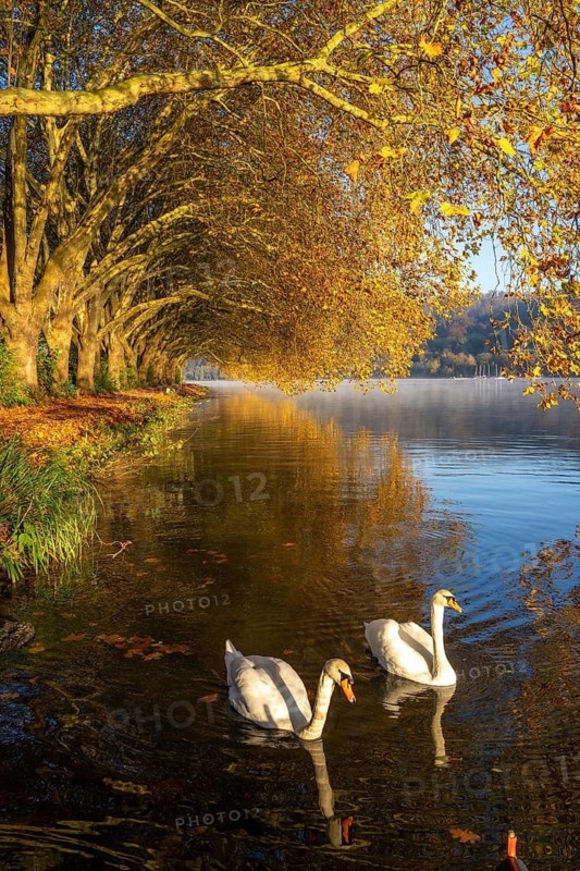 Autumnal colours at the Platanen Allee, Hardenberg Ufer, lakeside path at Lake Baldeney, near Haus Scheppen, swans, in Essen, North Rhine-Westphalia, Germany