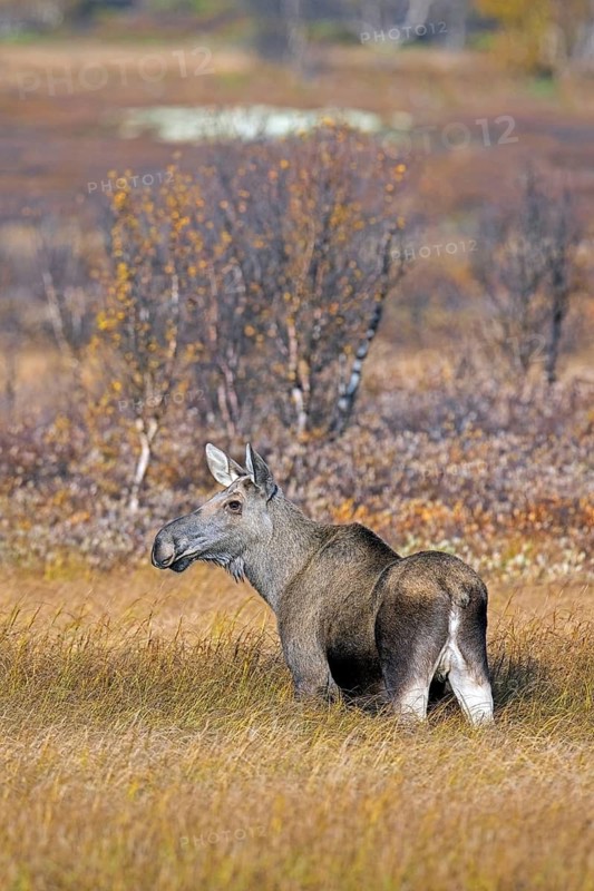 Moose, elk (Alces alces), adult female, cow on the taiga in autumn, fall, Sweden, Scandinavia