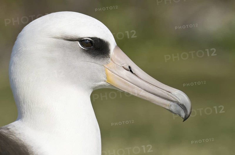 Laysan Albatross (Phoebastria immutabilis), Hawaii, USA