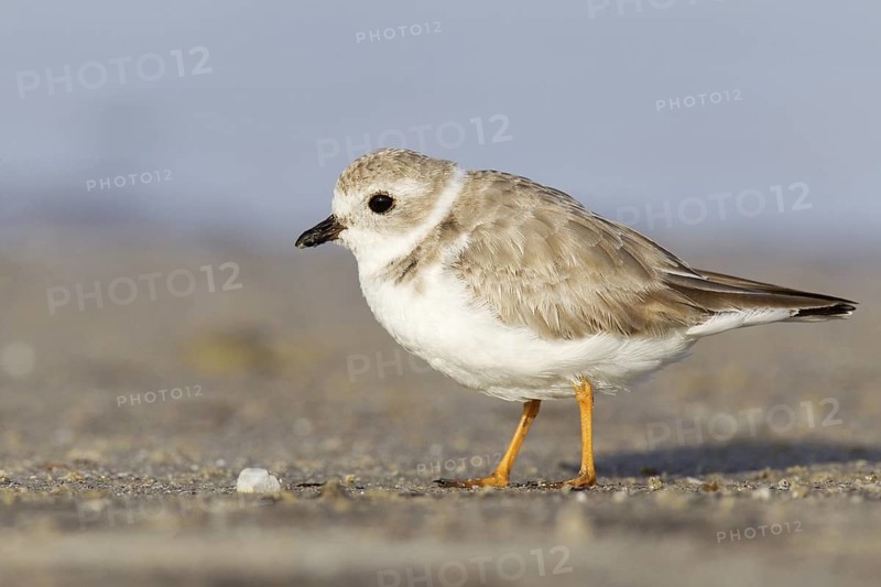 Piping Plover (Charadrius melodus), Florida, USA