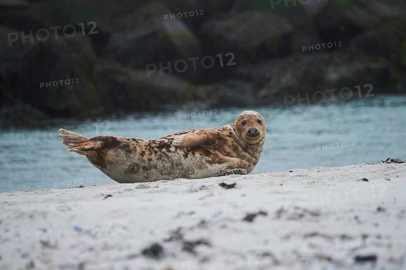 Grey seal (Halichoerus grypus) lying on the beach, Düne, Helgoland, Schleswig-Holstein, Germany