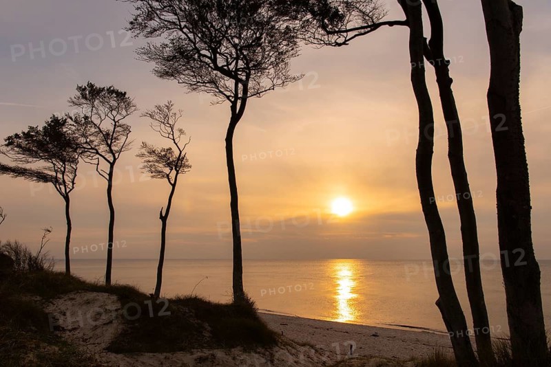 Beeches on the west beach of Fischland-Darss-Zingst at sunset, Baltic Sea, Ahrenshoop, Mecklenburg-Western Pomerania, Germany