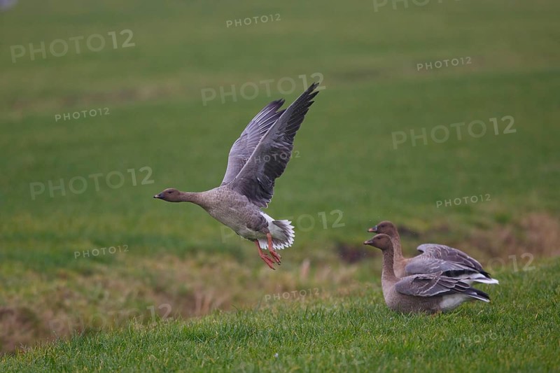 Pink-footed Goose (Anser brachyrhynchus) juvenile flying, Netherlands