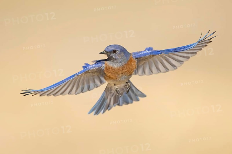 Western Bluebird (Sialia mexicana) flying, California, USA