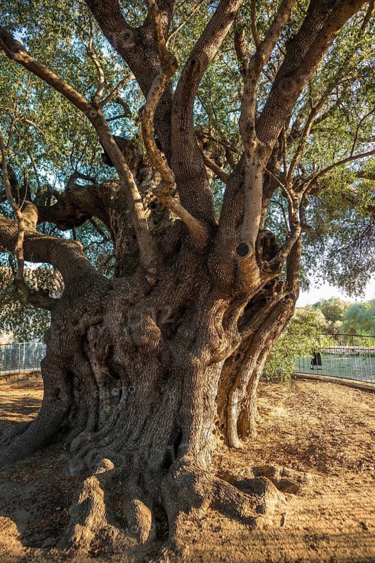 Ancient 1000-year-old olive tree, Santa Maria Navarrese, Gulf of Orosei National Park, Baunei, Nuoro, Sardinia, Italy
