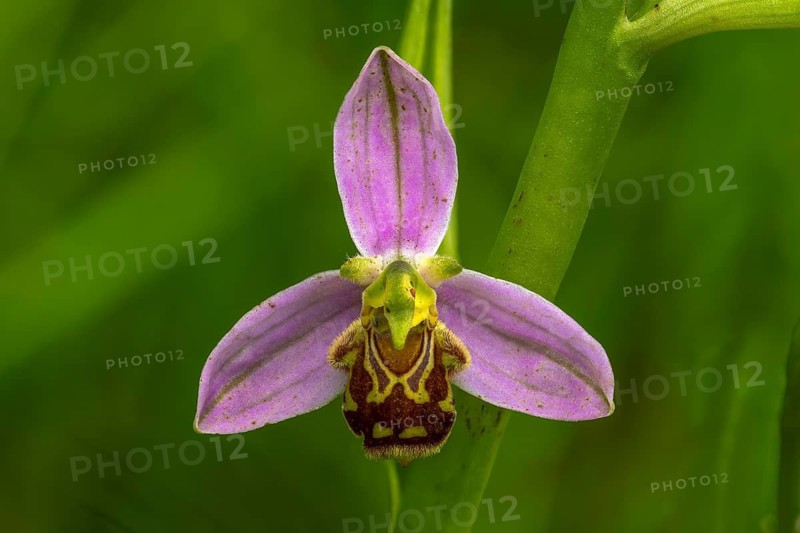 Late spider-orchid (Ophrys holoserica), orchid, flower, Rhineland-Palatinate, Germany