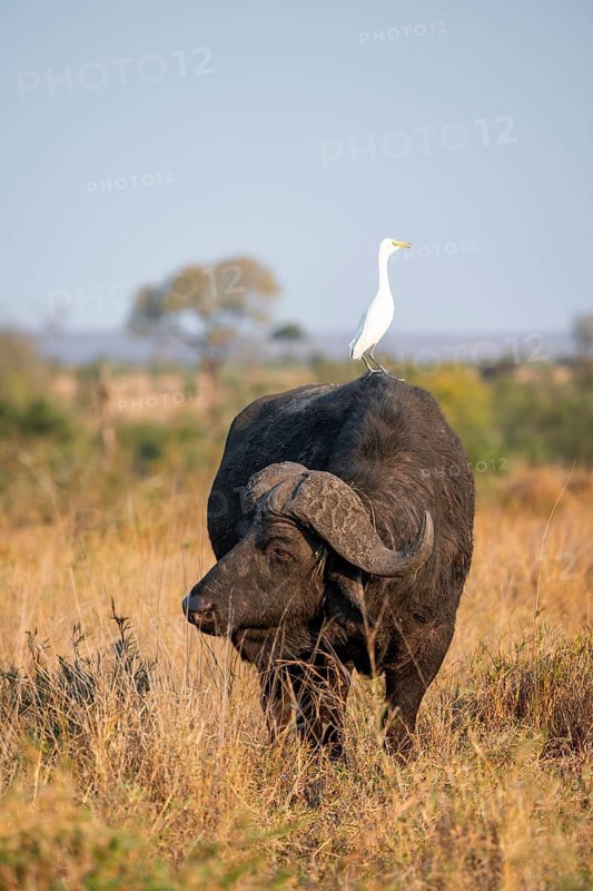 Cattle egret (Bubulcus ibis) sitting on the back of a Cape buffalo (Syncerus caffer caffer), bull standing in dry grass, African savannah, funny, Kruger National Park, South Africa