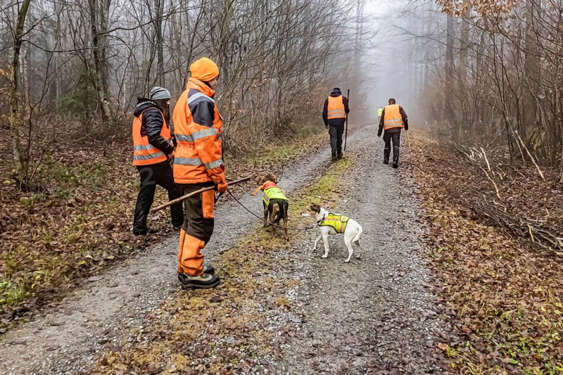 Driven hunting in Schönbuch. In autumn, hunters go hunting for wild boar and deer. Drivers in safety vests drive game through the forest. Böblingen, Baden-Württemberg, Germany