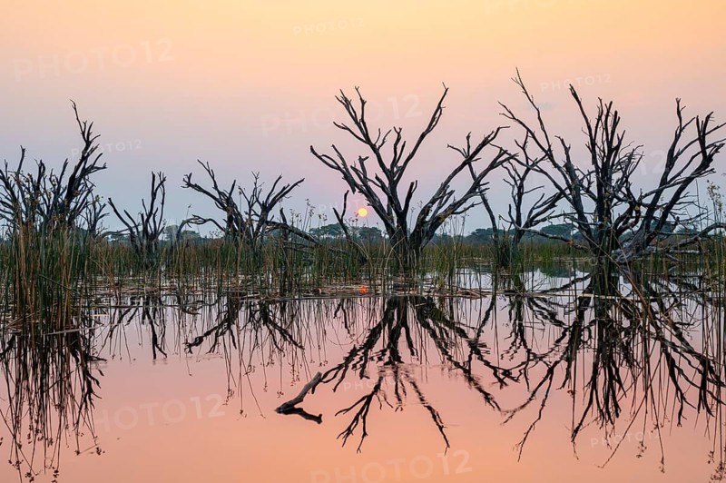 Dead trees are reflected in the river at sunset, Thamalakane River, Okavango Delta, Botswana