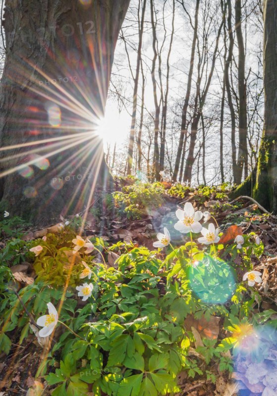 Rays of sunshine fall through the trees, wood anemones (Anemonoides nemorosa) (Syn.: Anemone nemorosa) blooming white between last year's autumn leaves in the forest, green leaves, trees covered with moss, common beeches (Fagus sylvatica), spring flowers, forest floor in sunlight, backlight, sun with ray effect, mixed forest at the Rote Schleuse, Lüneburg, Lower Saxony, Germany