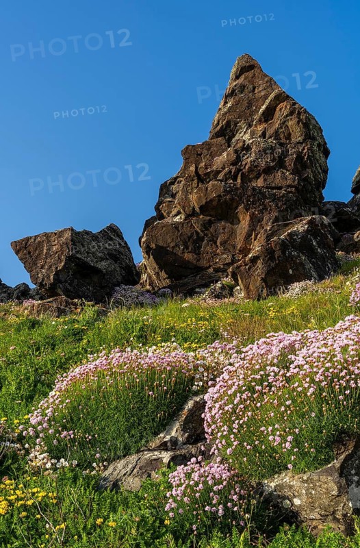 A rock with the shape of a head, so-called pareidolia, on the headland of Gurnard's Head. In the foreground blooming sea carnations (Armeria maritima), good weather, blue sky. Gurnard's Head, Cornwall, England, Great Britain