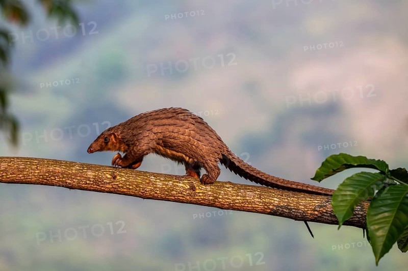 Pangolin climbing a tree, white-bellied pangolin (Phataginus tricuspis, Manis tricuspis), Western Region, Pangolin Rescue Center, Uganda