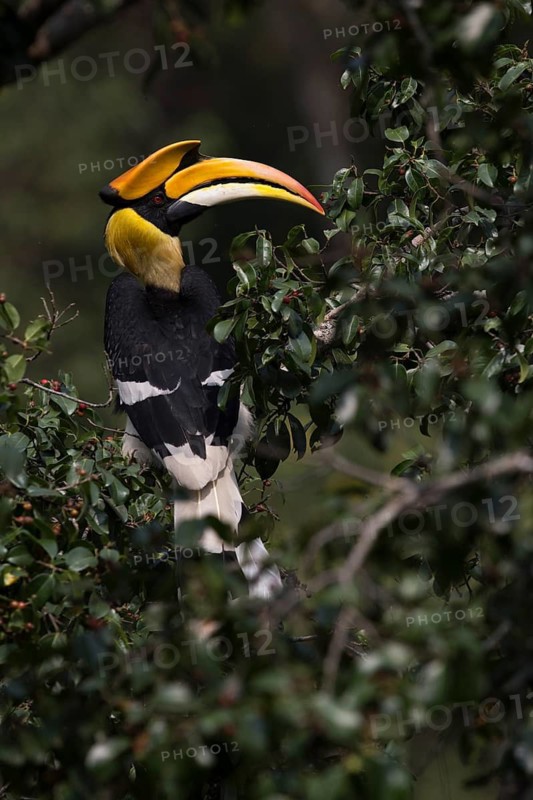 Great Hornbill (Buceros bicornis) male, Manas National Park, Bhutan
