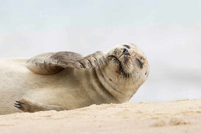 Common or Harbor or Harbour seal (Phoca vitulina) adult animal sleeping on a seaside beach, England, United Kingdom