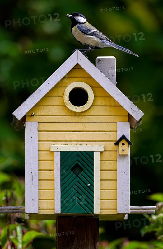 Great tit (Parus major) with food, food for young birds sitting on yellow bird house, bird house, nesting box, Swedish house, Stuttgart, Baden-Württemberg, Germany