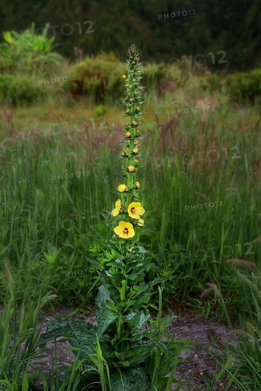 A tall plant with yellow flowers in the centre of a green meadow, orange mullein (Verbascum phlomoides), crater lake Lagoa do Fogo, Caldeiras, Sao Miguel Island, Azores, Portugal