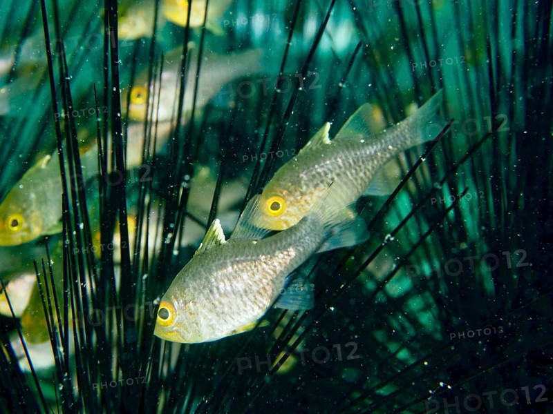 Golden fish, bannerfin cardinalfish (Ostorhinchus hoevenii), swimming between sea urchin spines in the sea, dive site Secret Bay, Gilimanuk, Bali, Indonesia