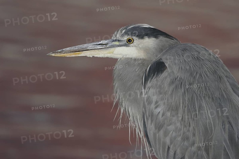 Great Blue Heron (Ardea herodias), Arizona, USA