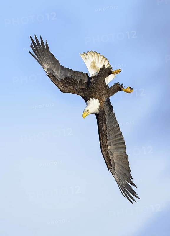 Bald Eagle (Haliaeetus leucocephalus) flying, Alaska, USA