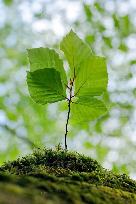 Young beech sapling growing on a moss-covered tree stump in spring, Switzerland