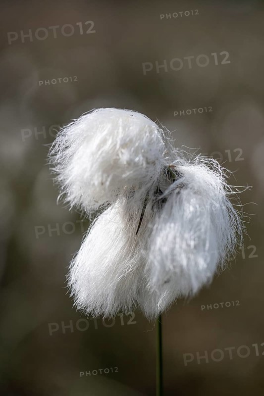 Common cottongrass (Eriophorum angustifolium), Emsland, Lower Saxony, Germany