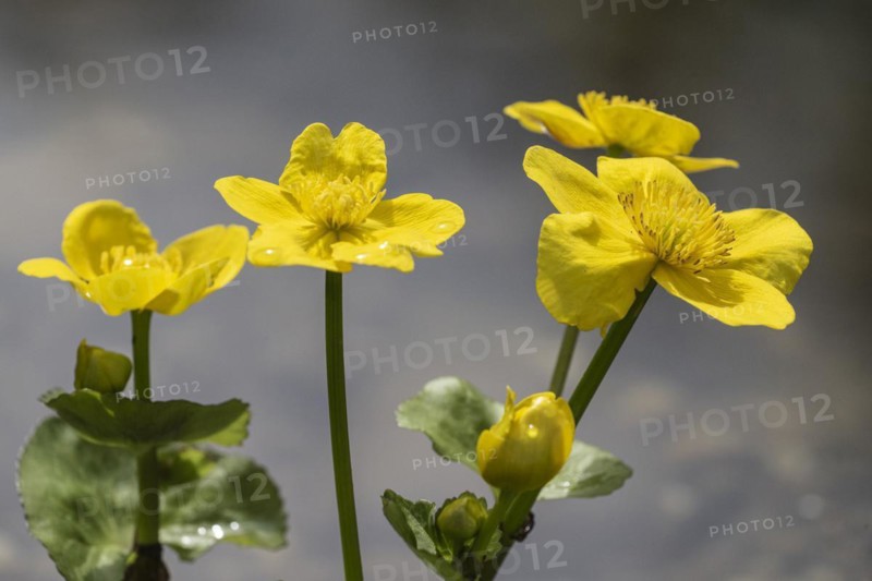 Marsh marigold (Caltha palustris), Emsland, Lower Saxony, Germany