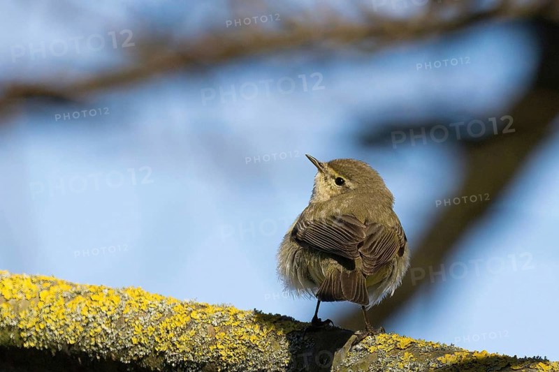 A chiffchaff (Phylloscopus collybita) sitting on a moss-covered branch with a blue sky in the background, Hesse, Germany