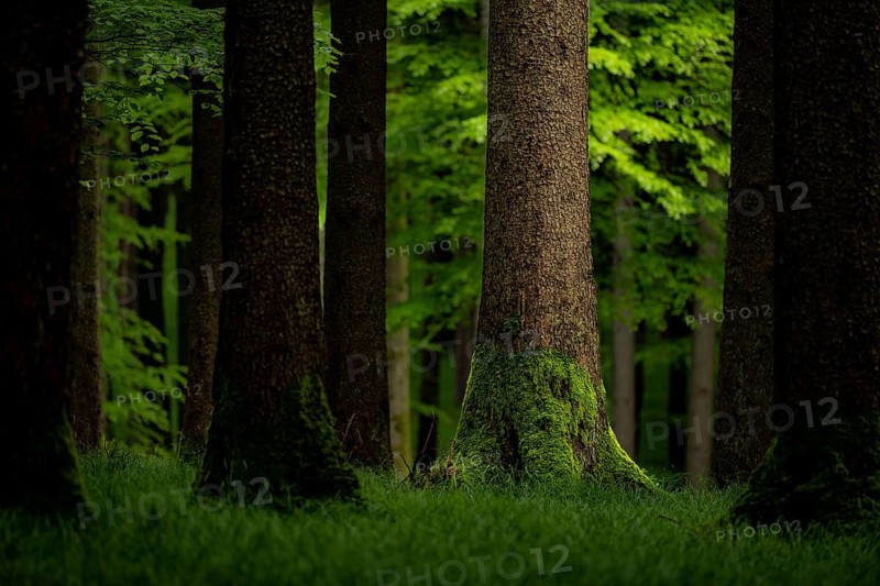 Moss-covered spruce (Picea) in forest meadow, Eppishausen, Unterallgäu, Bavaria, Germany