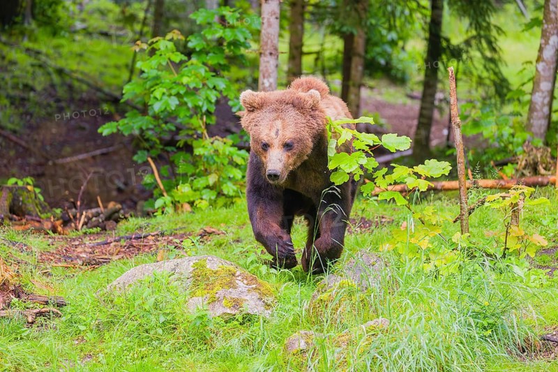 A young male Eurasian brown bear (Ursus arctos arctos) runs out of a forest