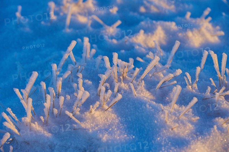 Frozen blades of grass in the blue light of the morning, winter, Wasserkuppe, Gersfeld, Rhön, Hesse, Germany