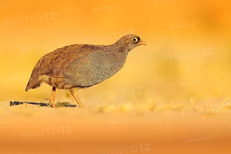 Red-billed Francolin Spurfowl, Francolinus adspersus, bird in the nature habitat, Chobe National Park, Botswana, Africa. Evening light with bird on the gravel sand road. Francolin walking