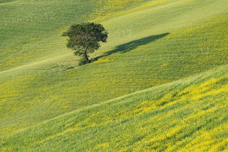 Mulberry tree (Morus) in a field with flowering yellow broom (Genista tinctoria), Tuscany, Italy