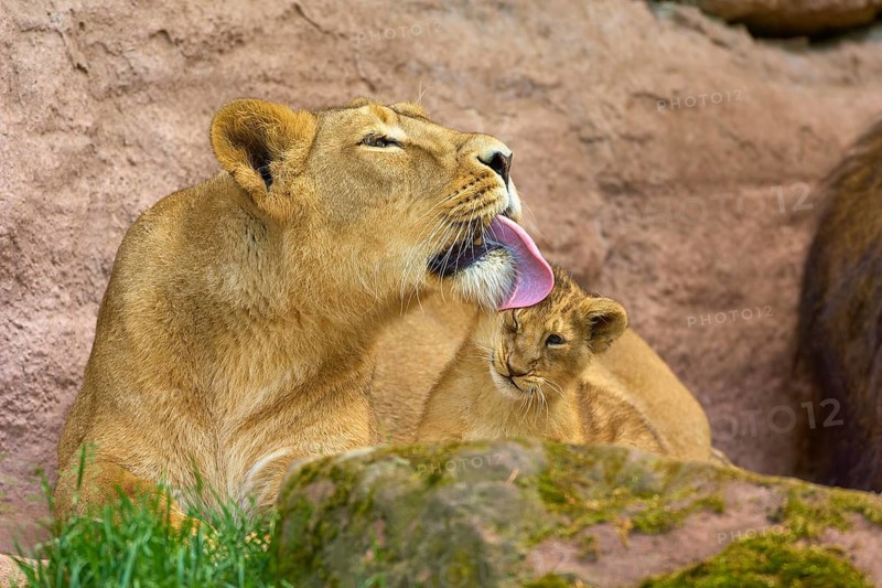 A lioness lovingly licks her young, surrounded by rocks and grass, captive, Germany