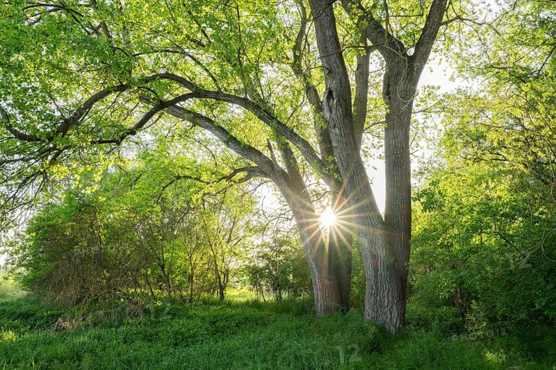 Poplars (Populus) backlit with sun star, Thuringia, Germany